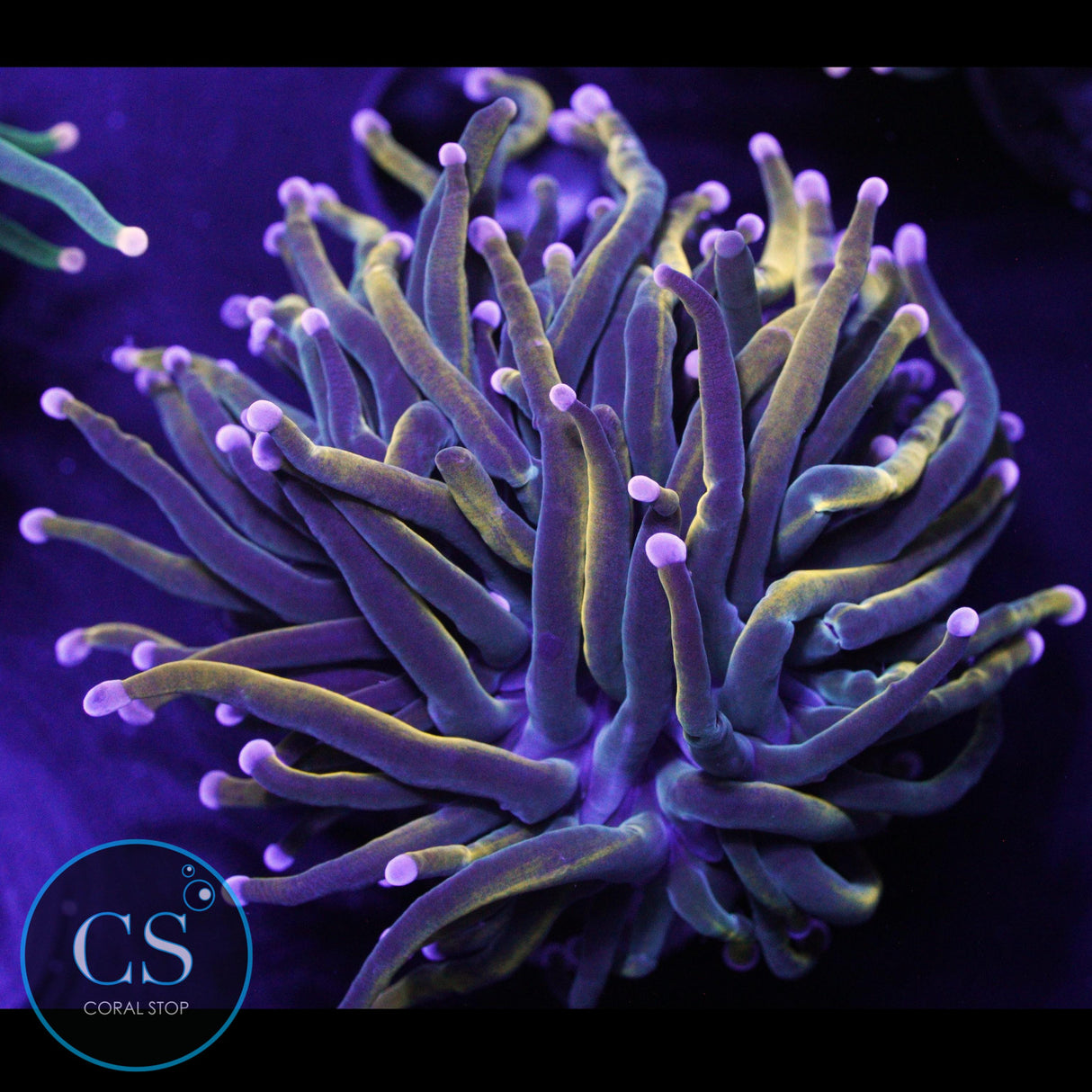 RAPUNZEL GRAIL TORCH