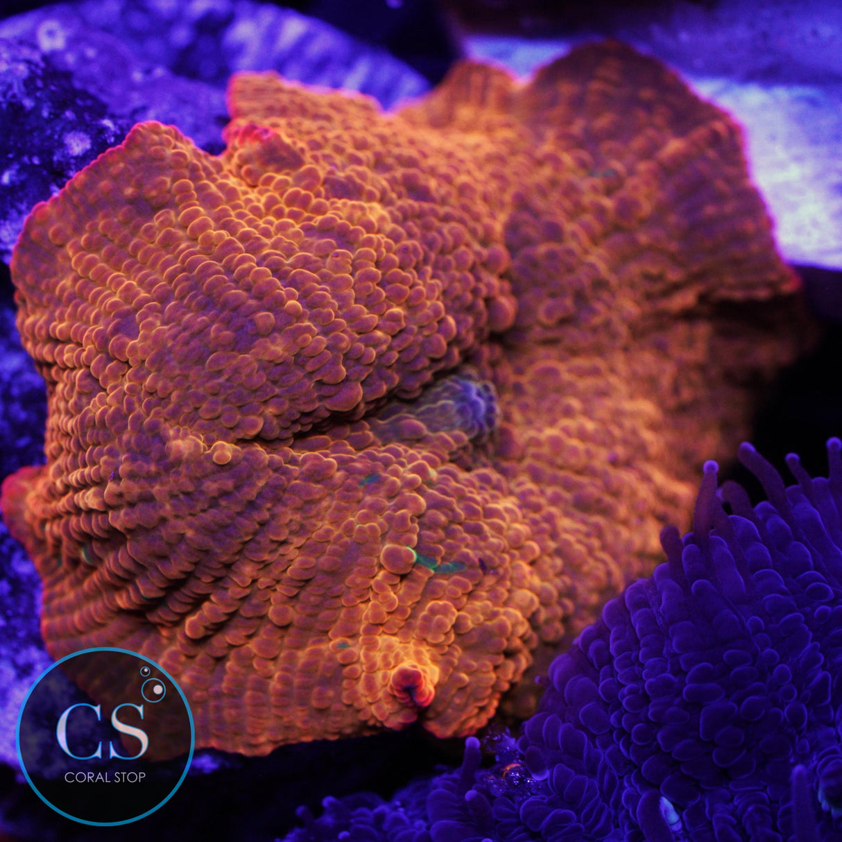 CANDY CRUSH JAWBREAKER MUSHROOM