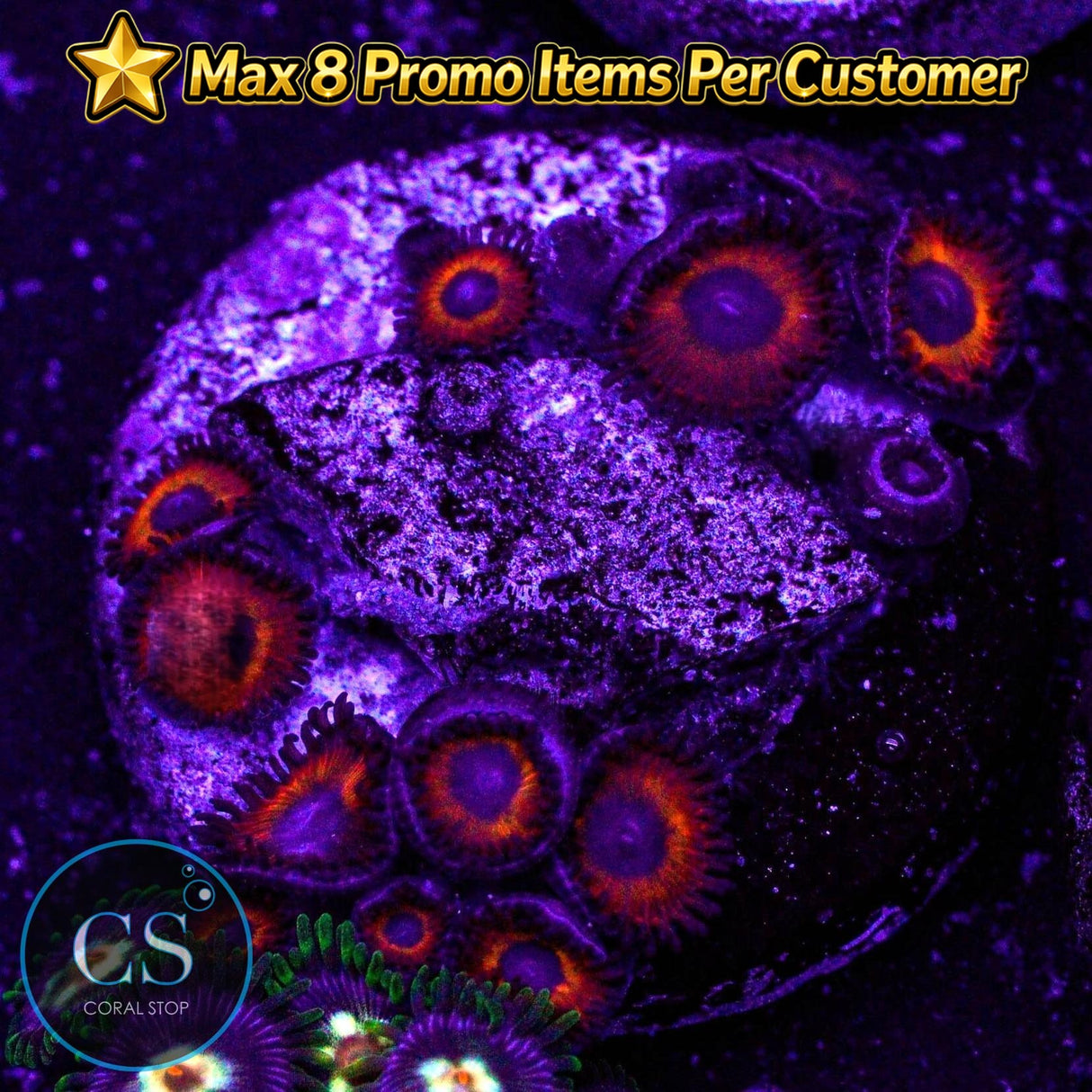 Kedds Red Zoa