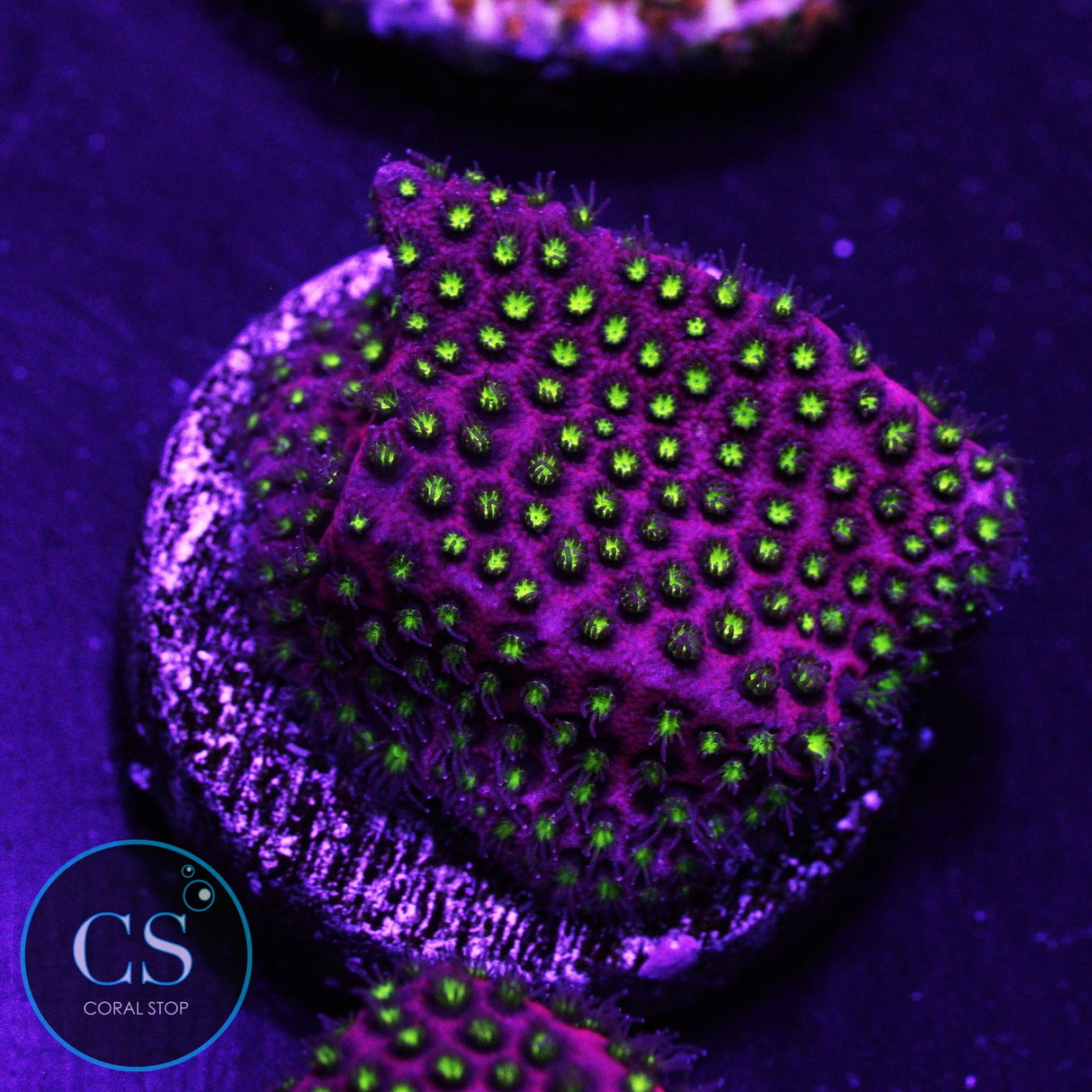 WWC Electric Daisy Stylo