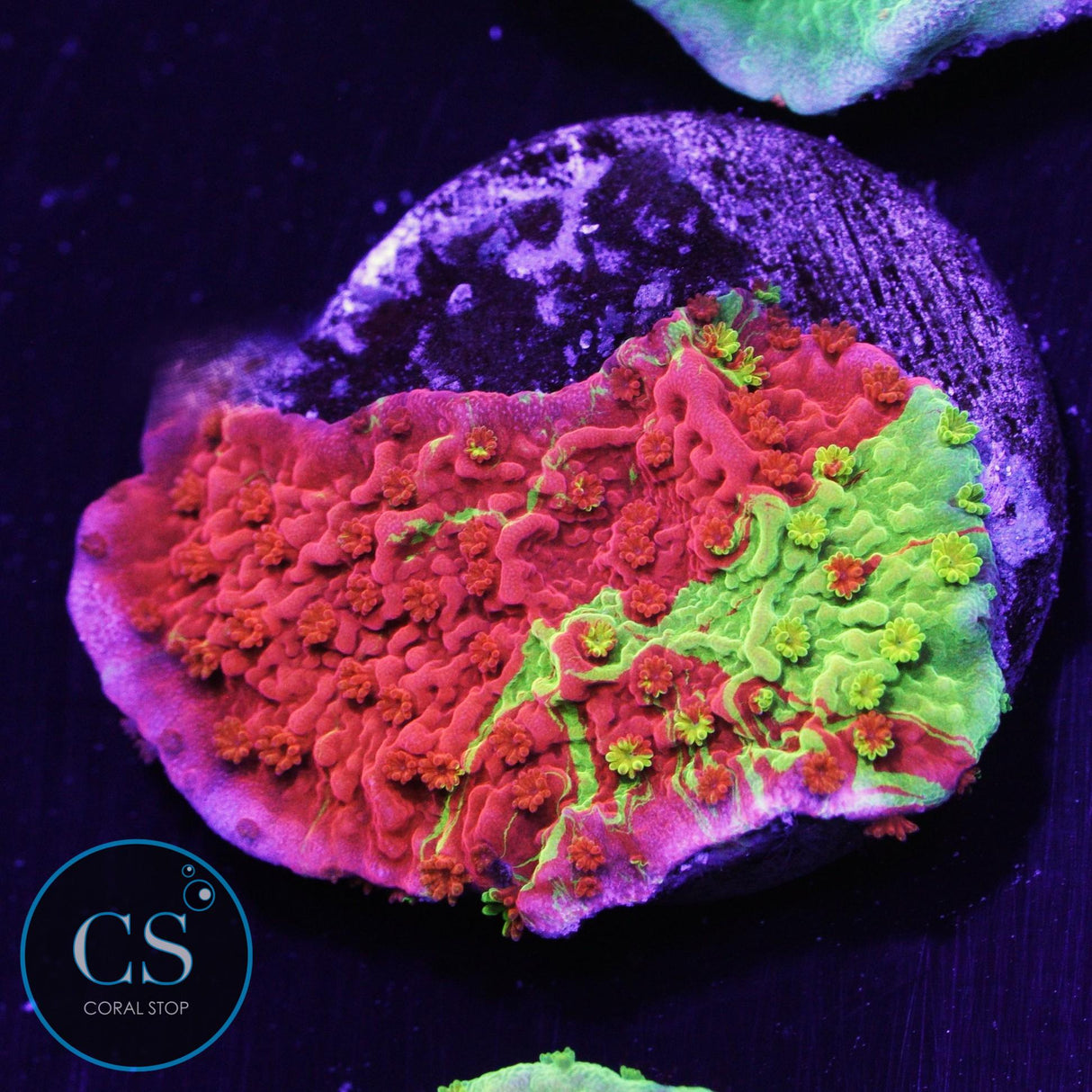 WWC Grafted Montipora