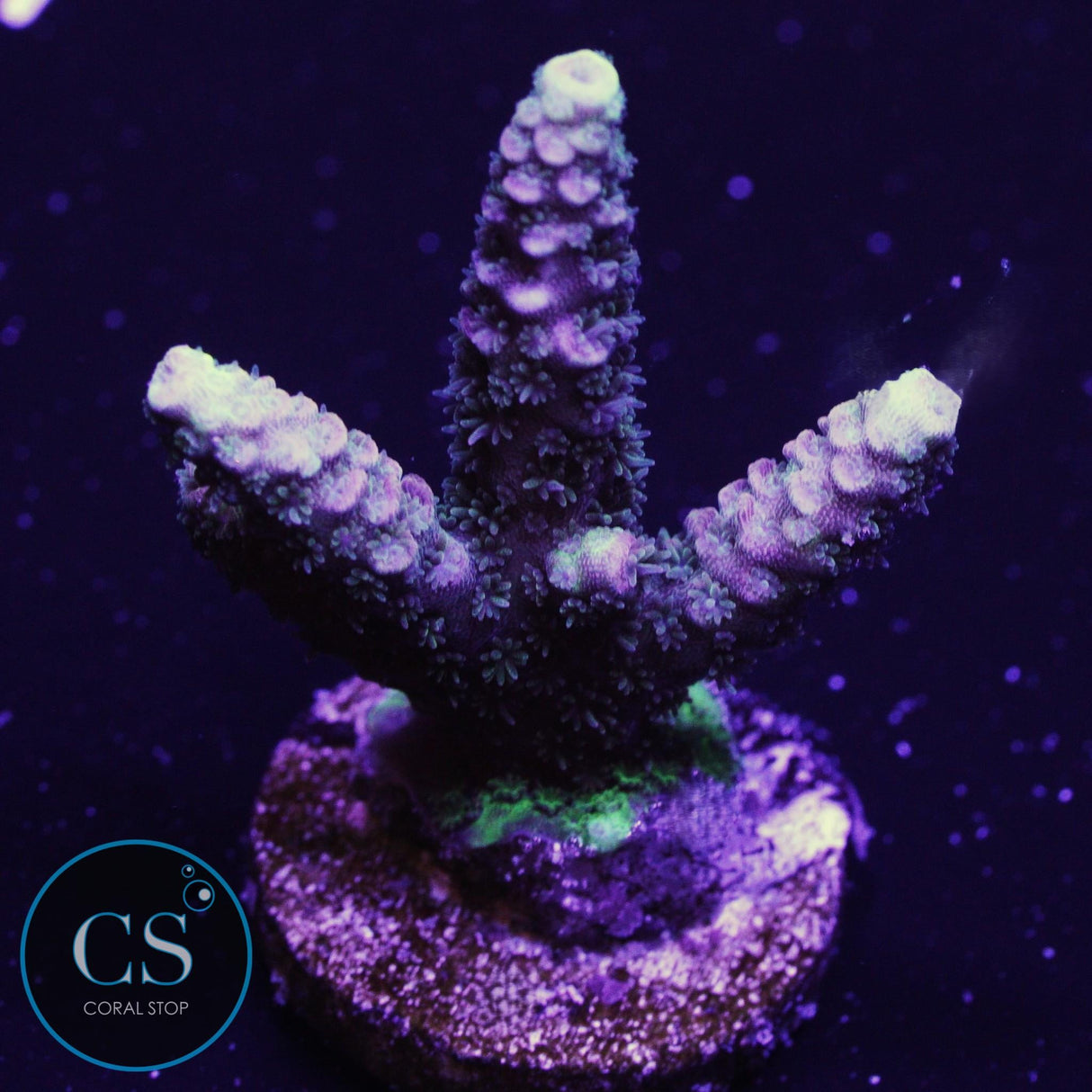SBB Purple Punch Acropora