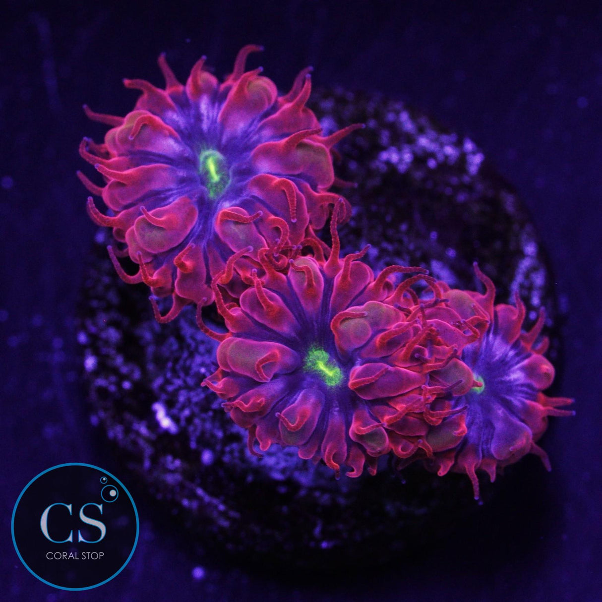 Blue Raven Blasto Merletti