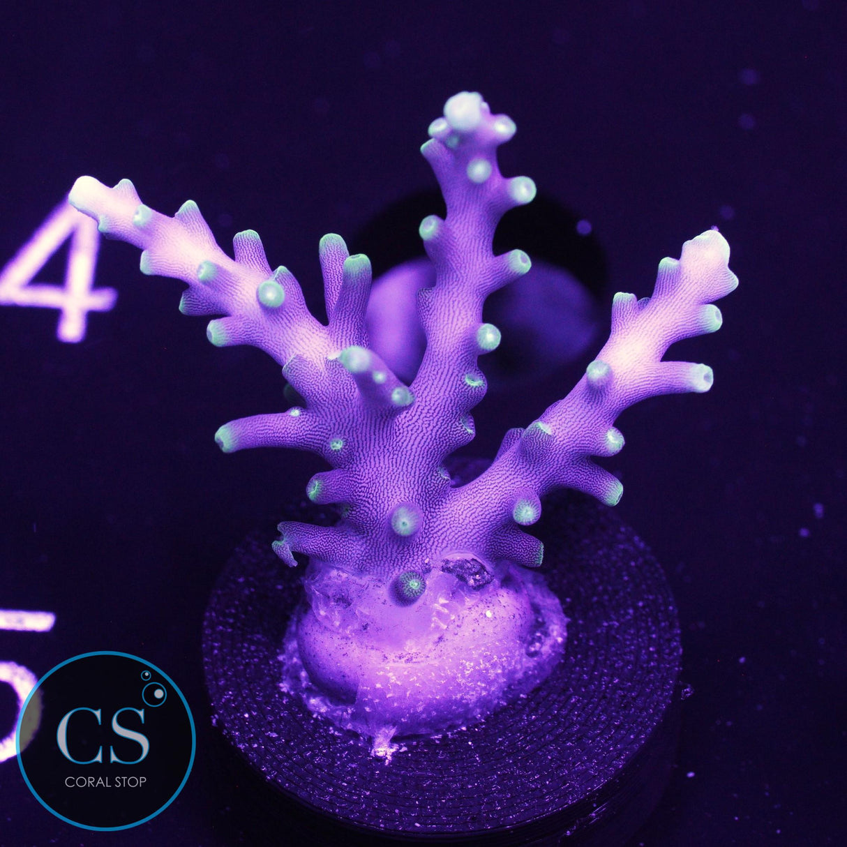 TCK OG Dragon Acro