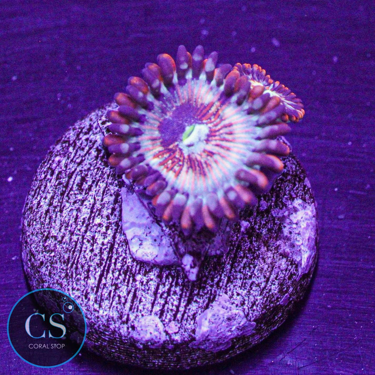 CB White Zombies Zoa