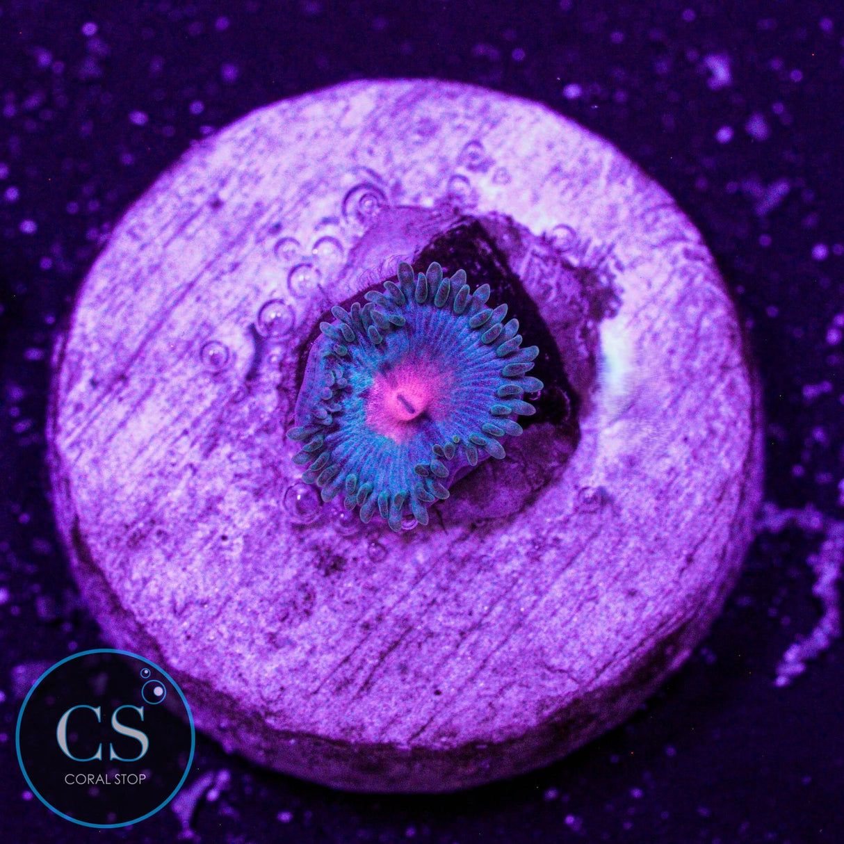 Miami Vice Zoa