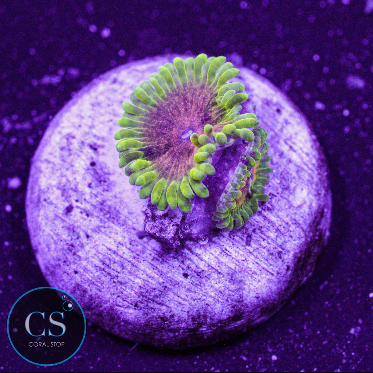 Jamba Juice Zoa
