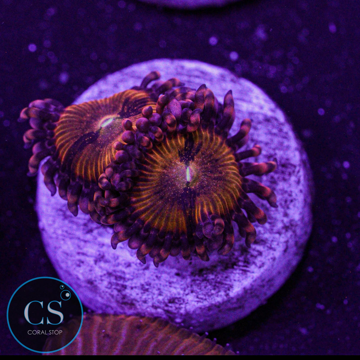 Rainbow Sakura Zoa