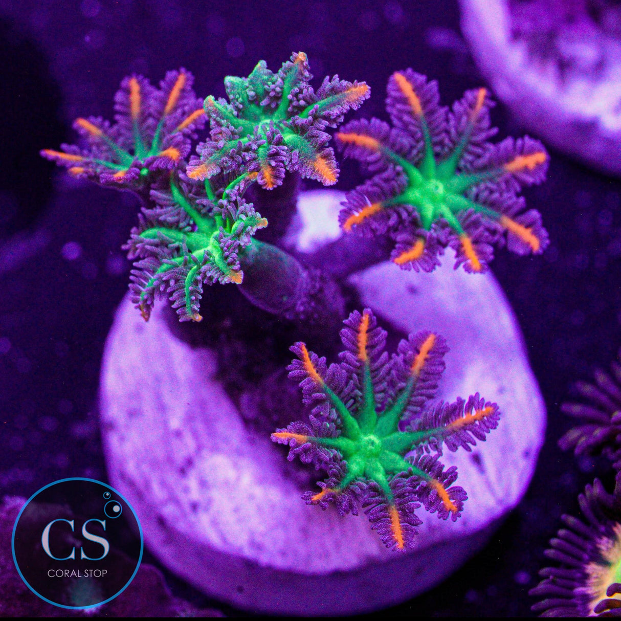 WWC Fireworks Clove Polyp
