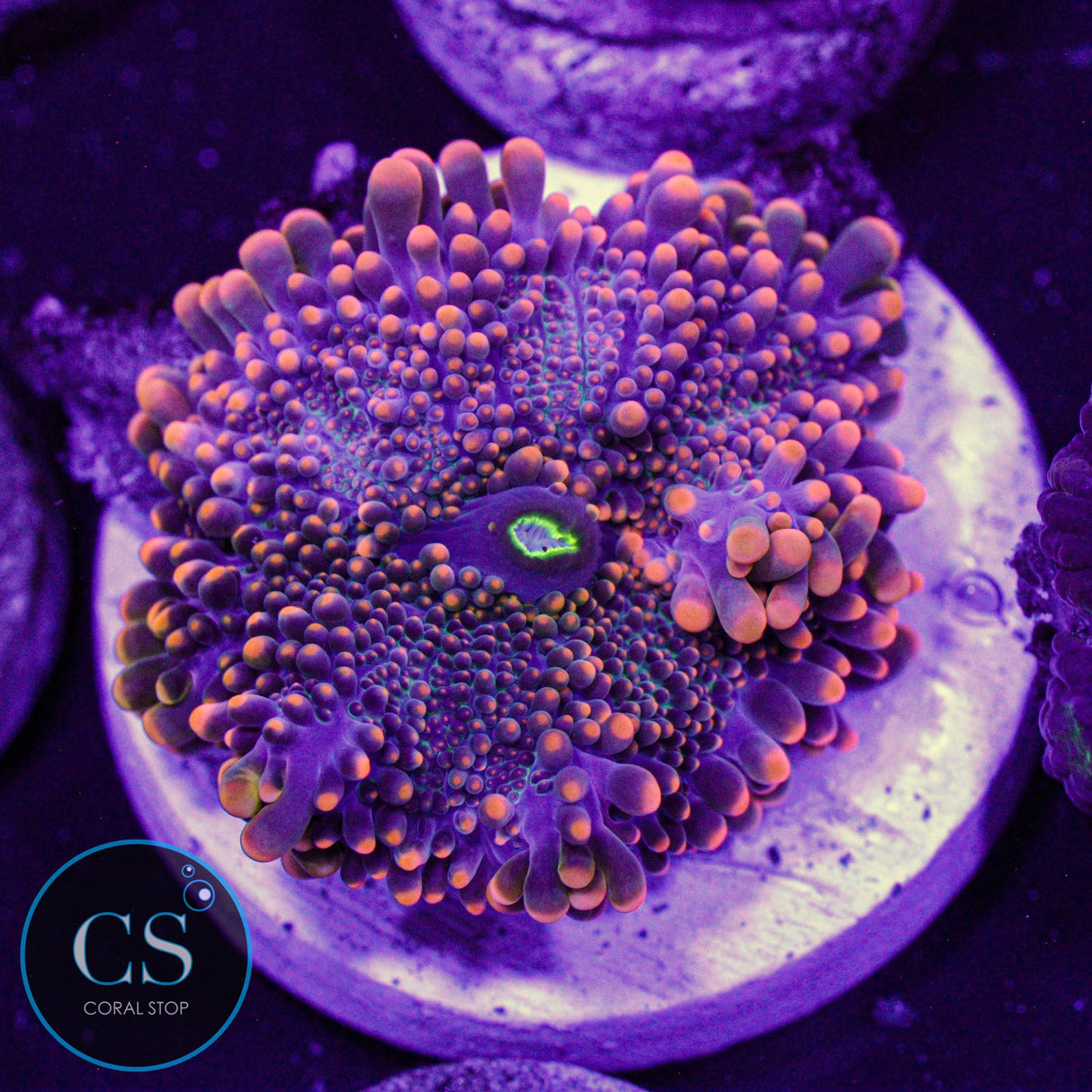 King Kong Yuma Mushroom