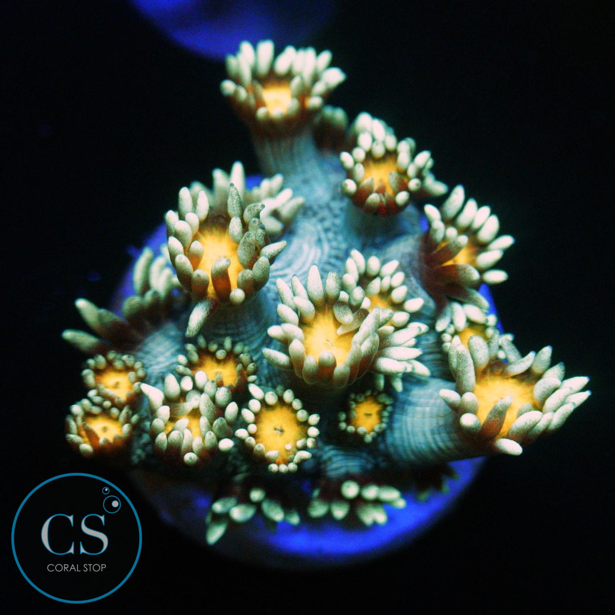 ELECTRIC DAISY GONI