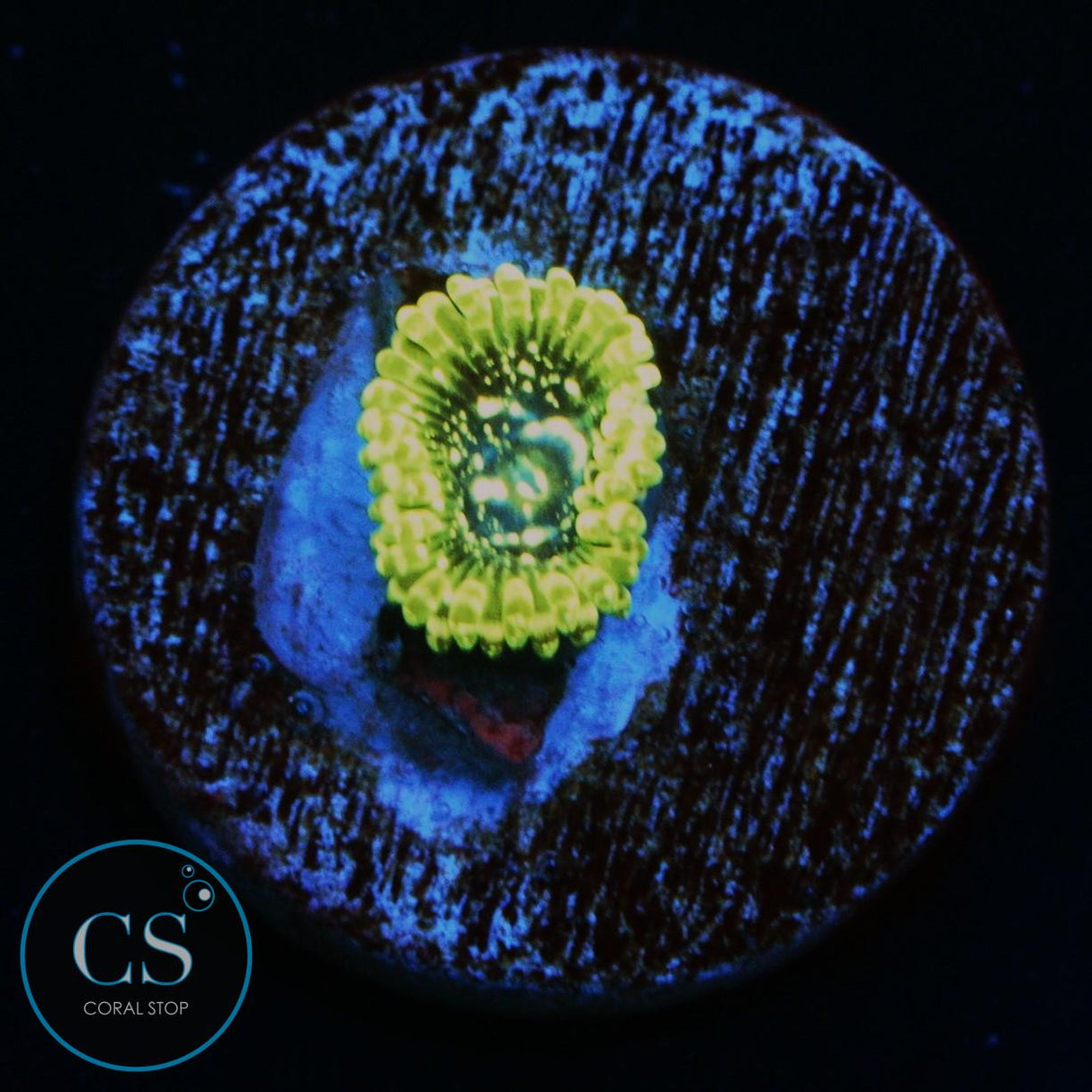 EXOSPHERE ZOA