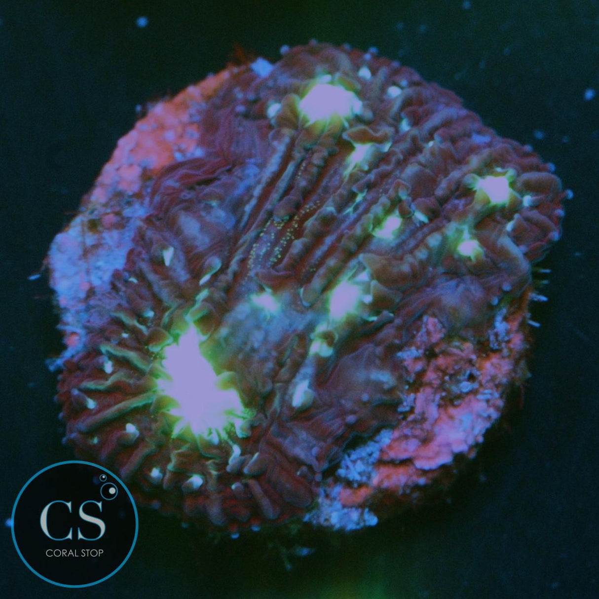 TOXIC DIASERIS PLATE