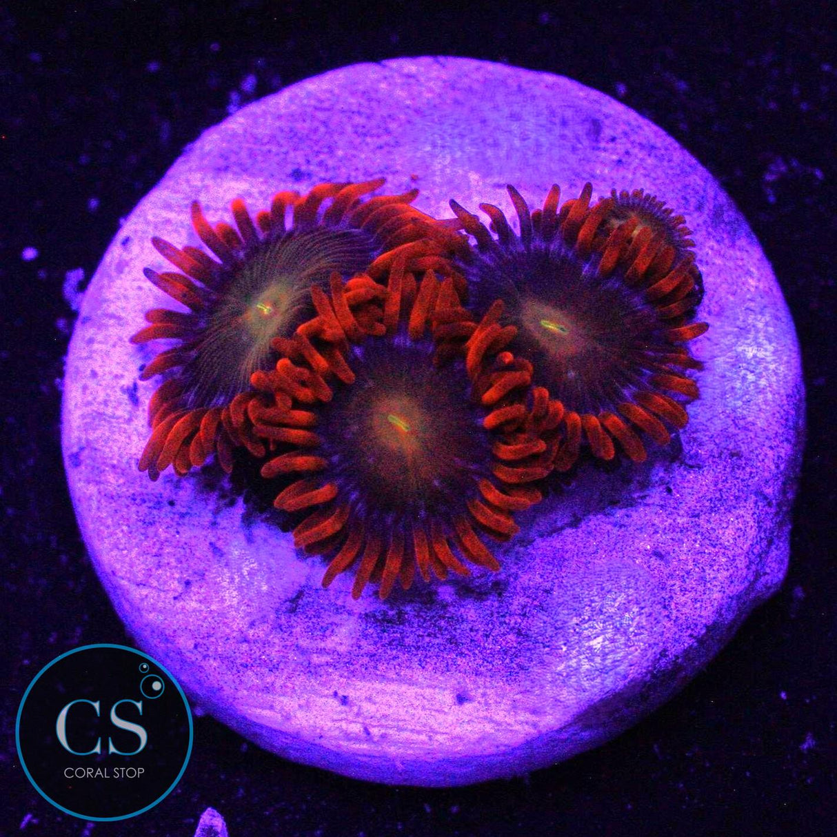 ASD SPITFIRE ZOA