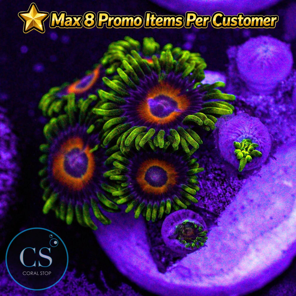 Eagle Eyes Zoa