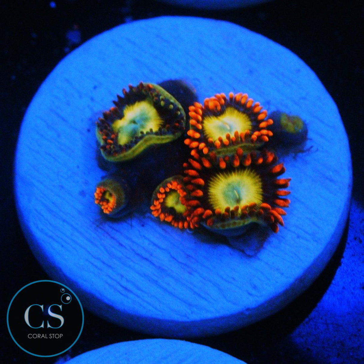 OG CIRCUS ZOA