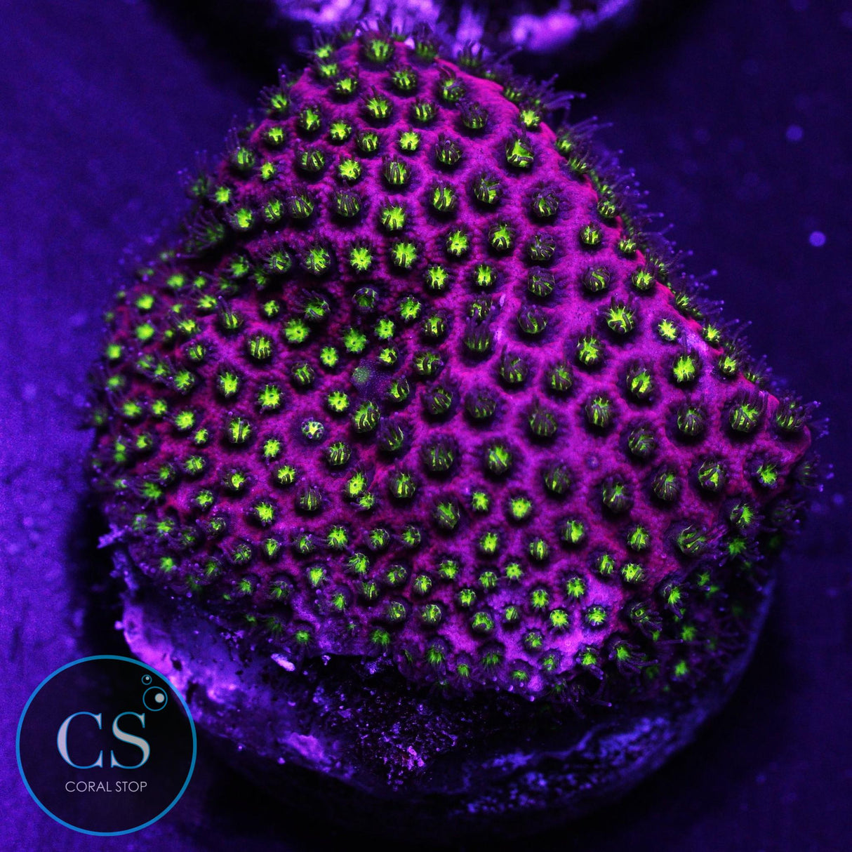 WWC Electric Daisy Stylo