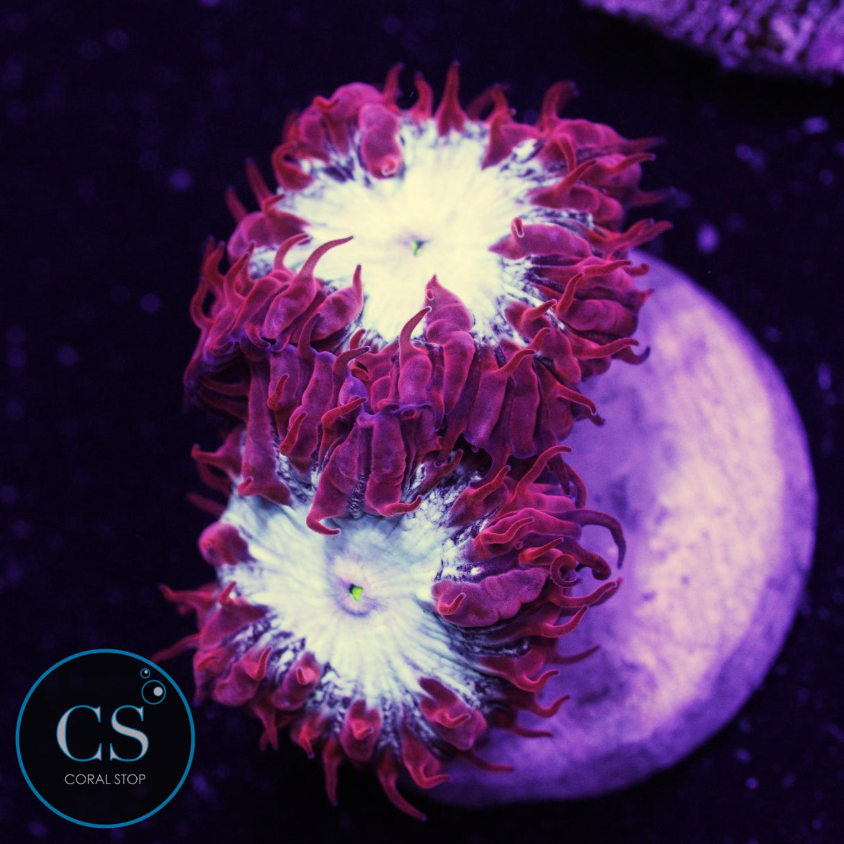 CC Fire And Ice Blastomussa Merletti