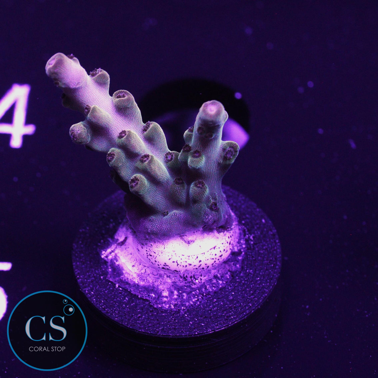 TCK Golden Granulosa Acro