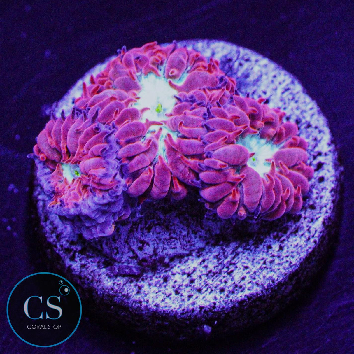 CC Fire & Ice Blasto Merletti