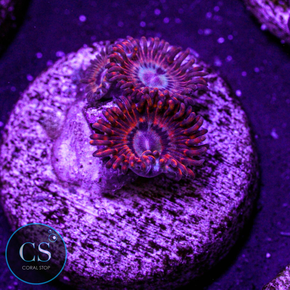 Utter Peace Zoa
