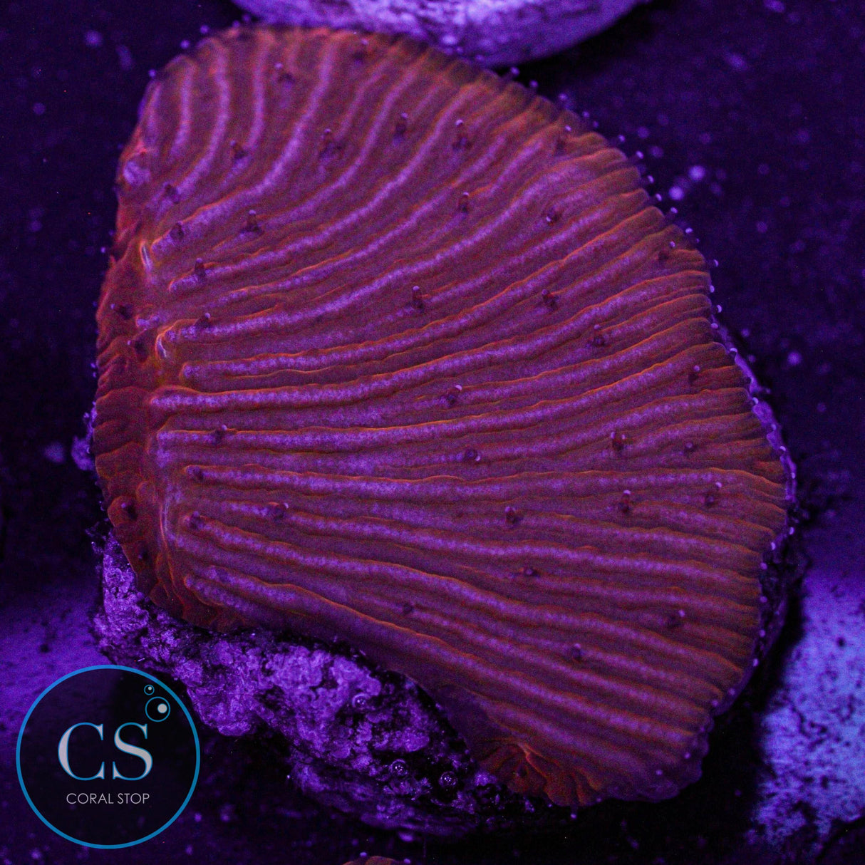 Citrus Diaseris Plate