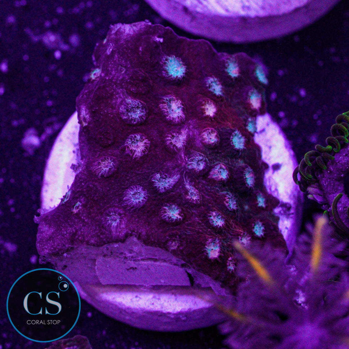 JF Fender Bender Cyphastrea