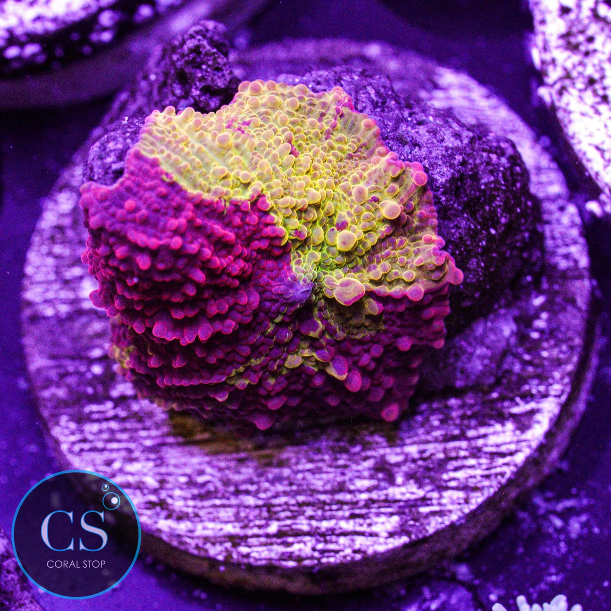 Morning Star Jawbreaker Mushroom