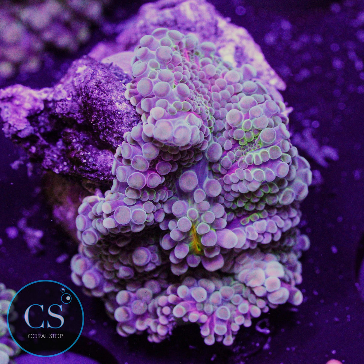 Rainbow Malaysian Yuma Mushroom