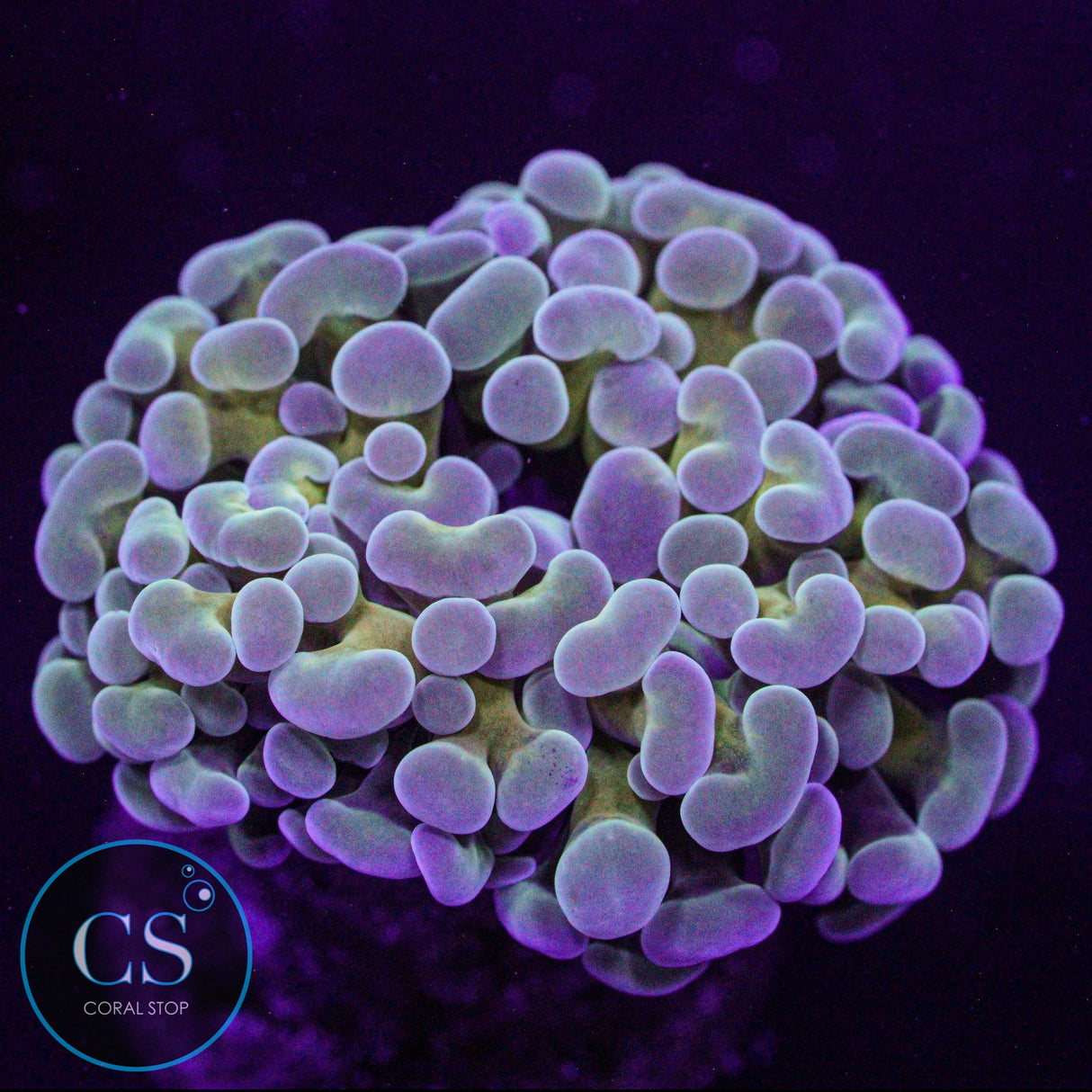 Gold Stem Cristata