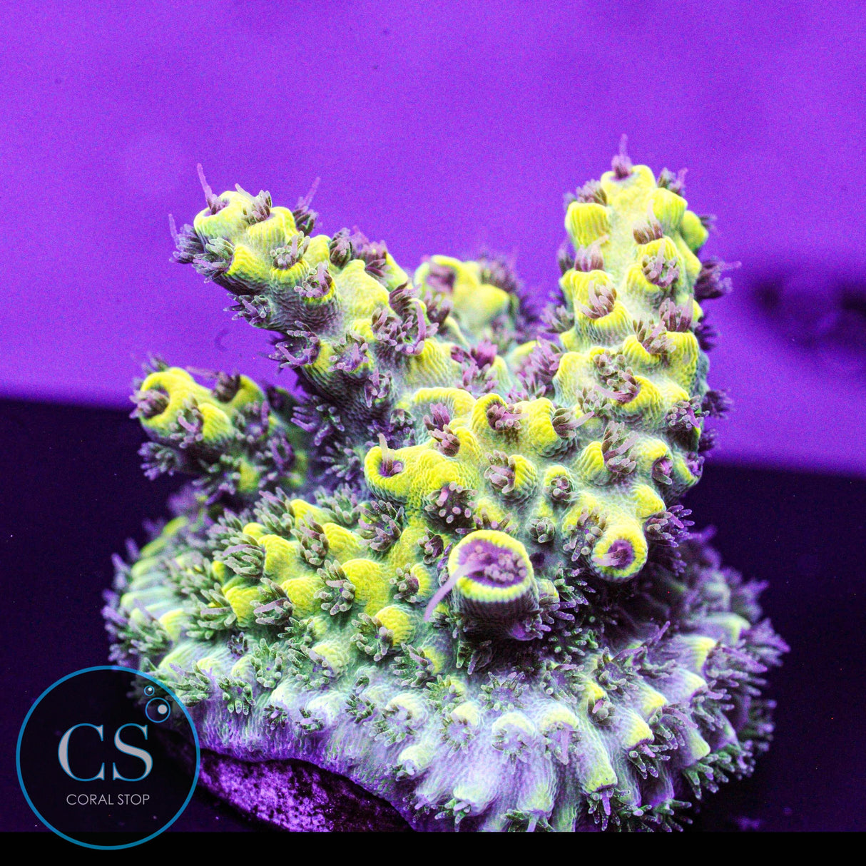 Inland's Cyclops Acro