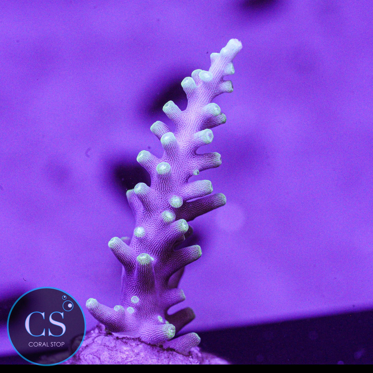 TCK OG Dragon Acro