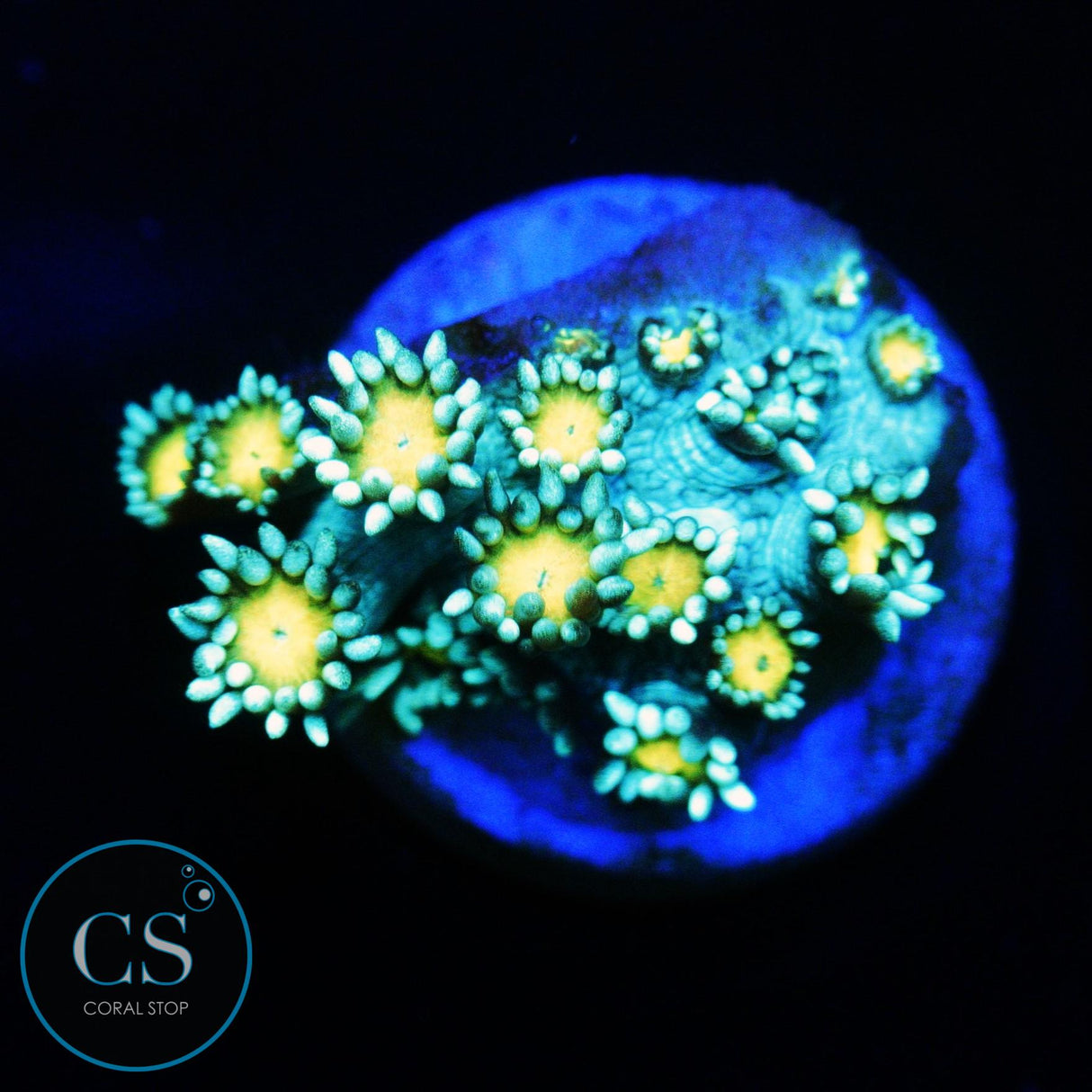 ELECTRIC DAISY GONI