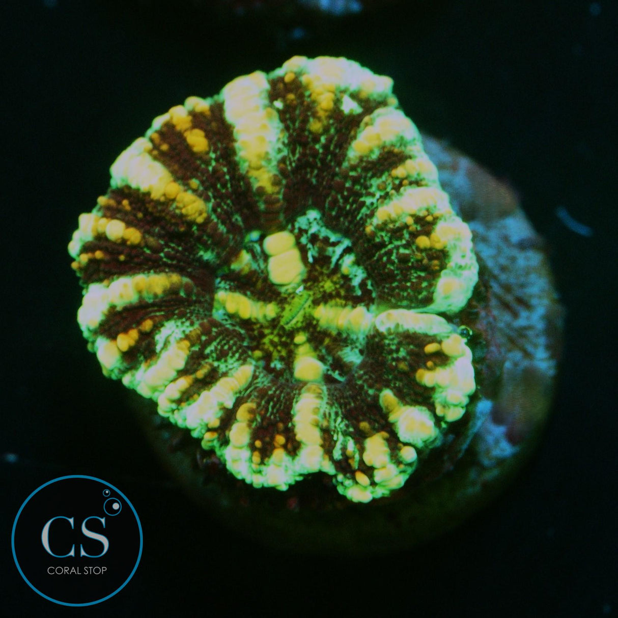 MULTICOLOR BUTTON SCOLY
