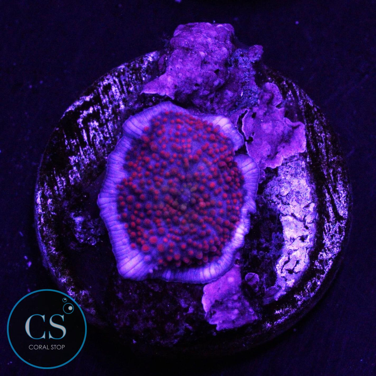 INTERSTELLAR MUSHROOM