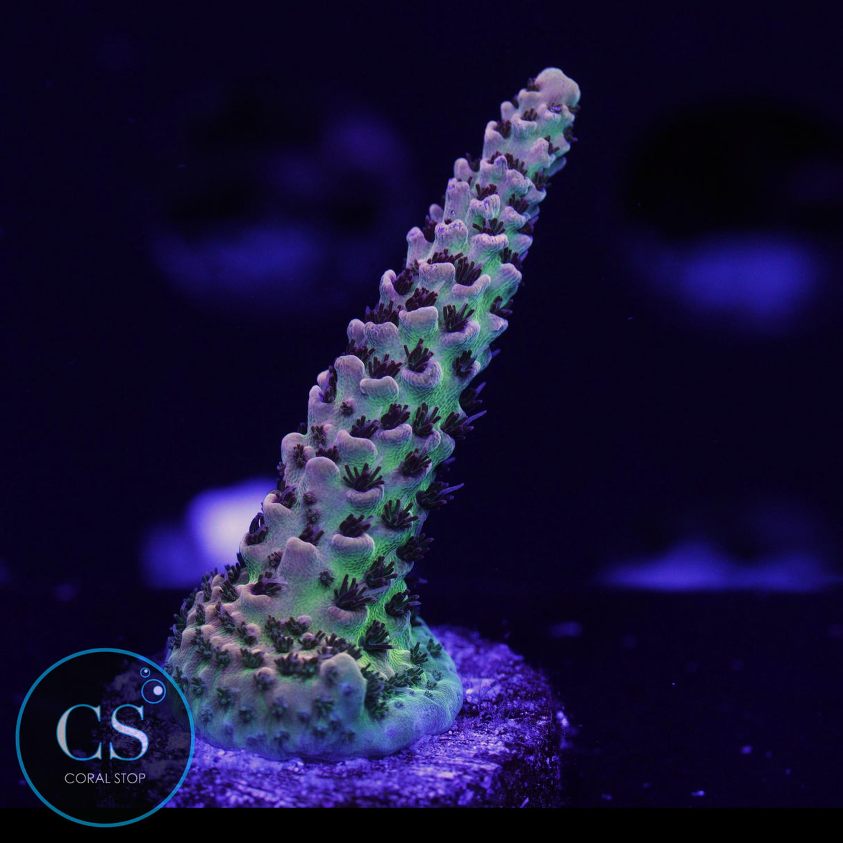 CS BANANA BLAZE ACRO