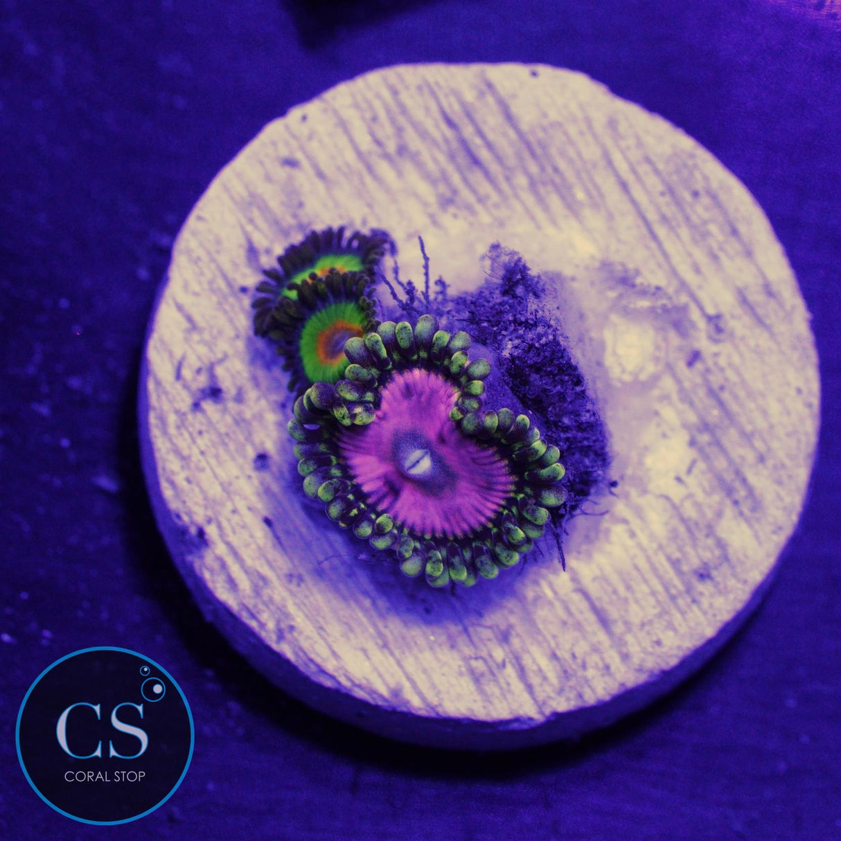 PINK DIAMOND RASTA COMBO ZOA