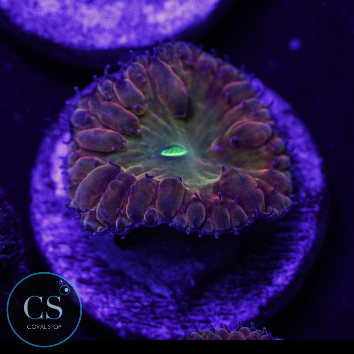 TIDDY TWISTER BLASTO