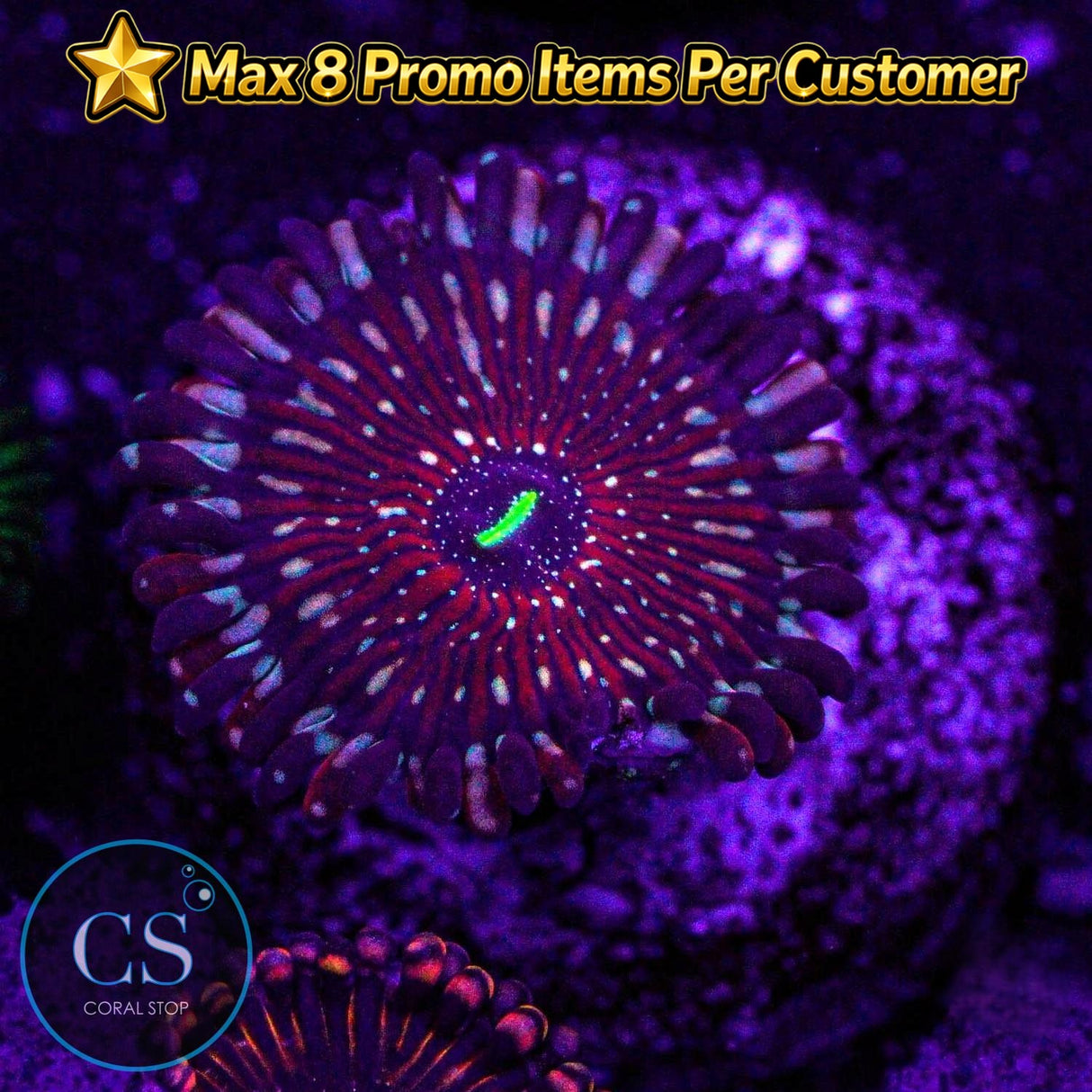 Salted Agave Zoa