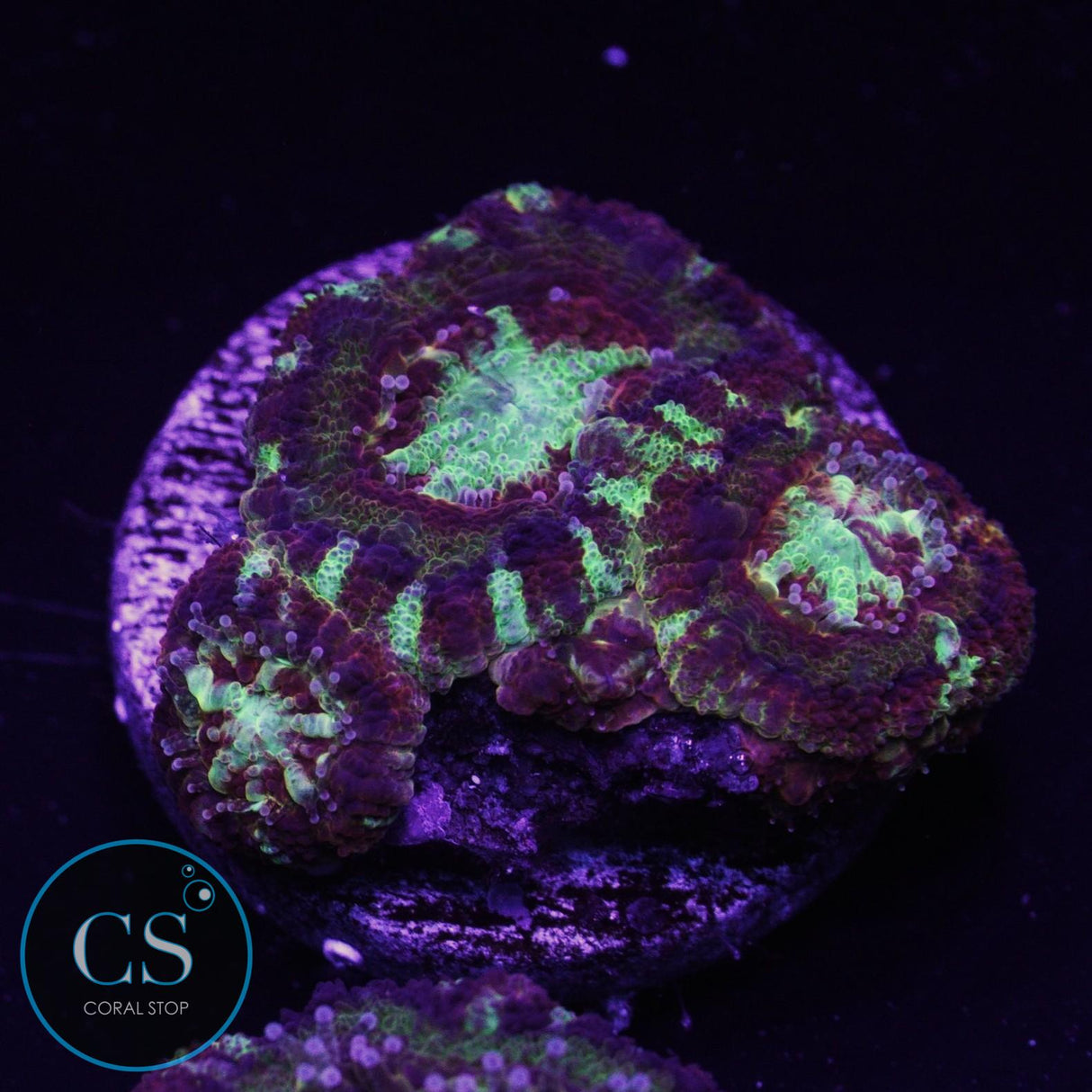 CS New Release Molten Stardust Asian Acan