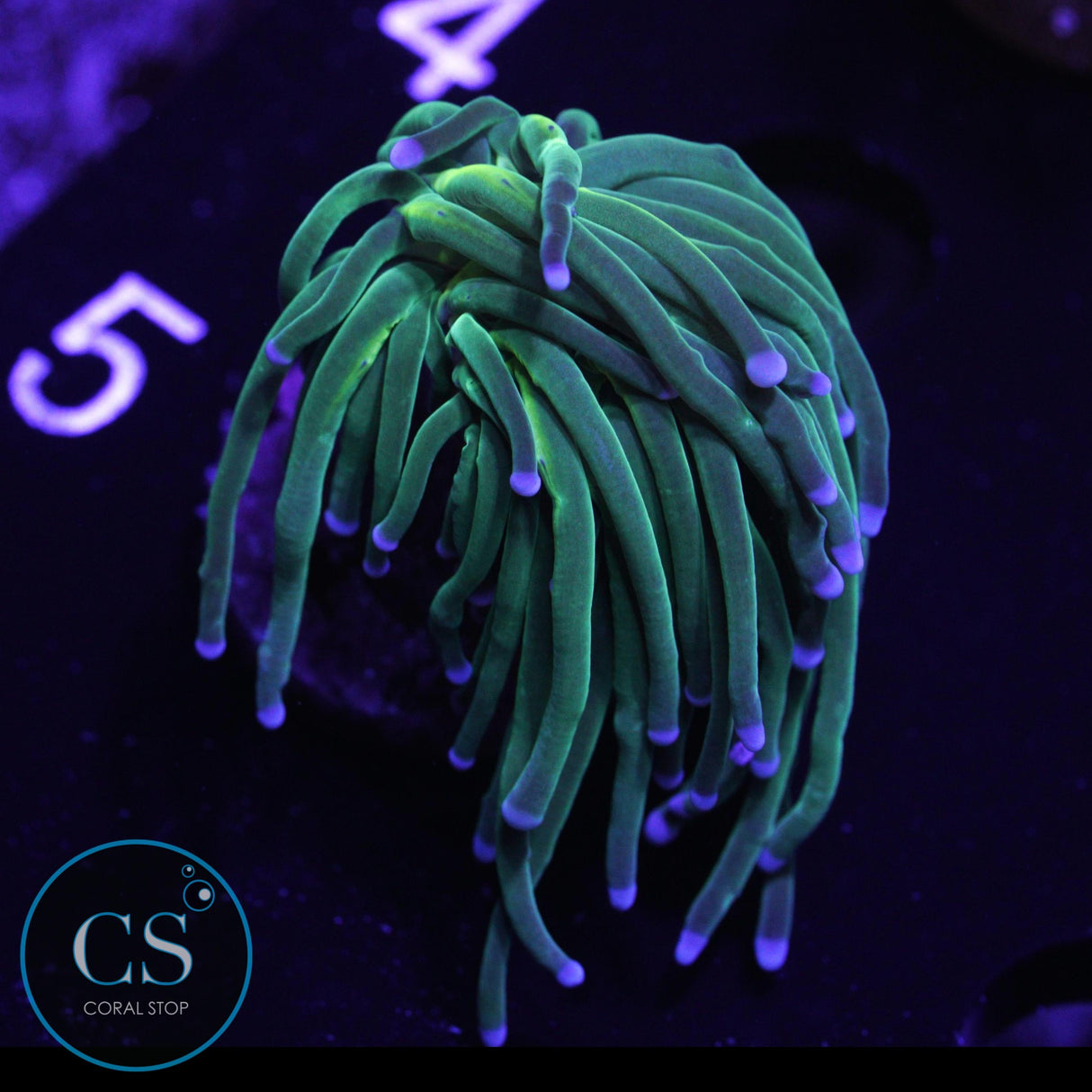 Blues Clues Torch - Super Sale