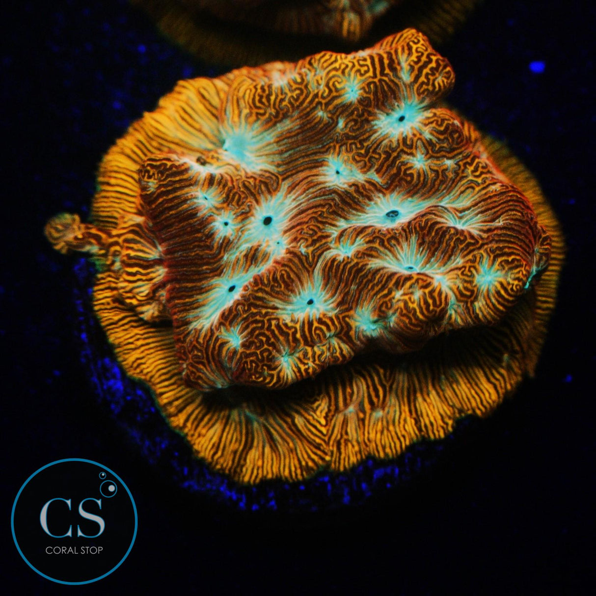 JF JACK O LANTERN LEPTO