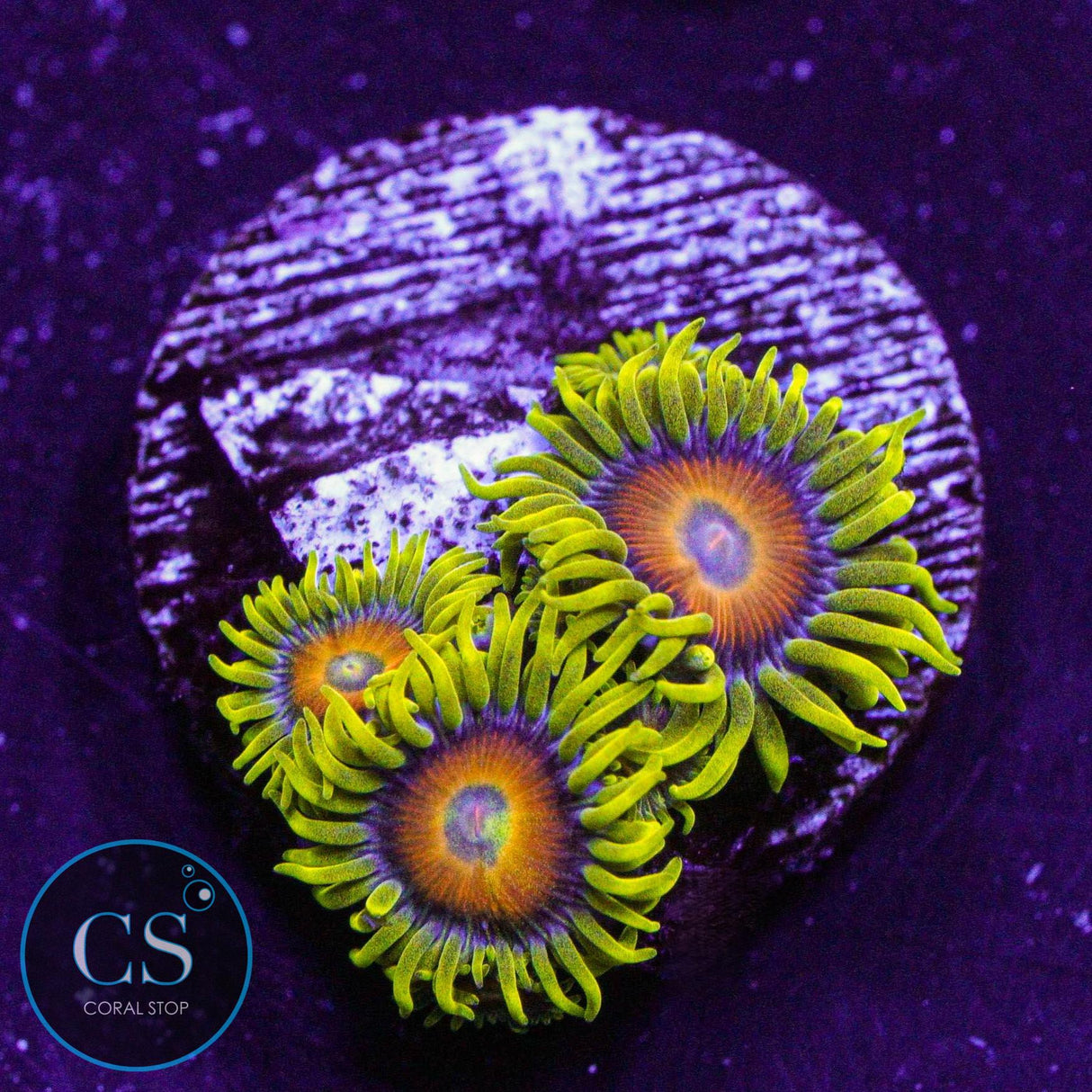 Eagle Eye Zoa