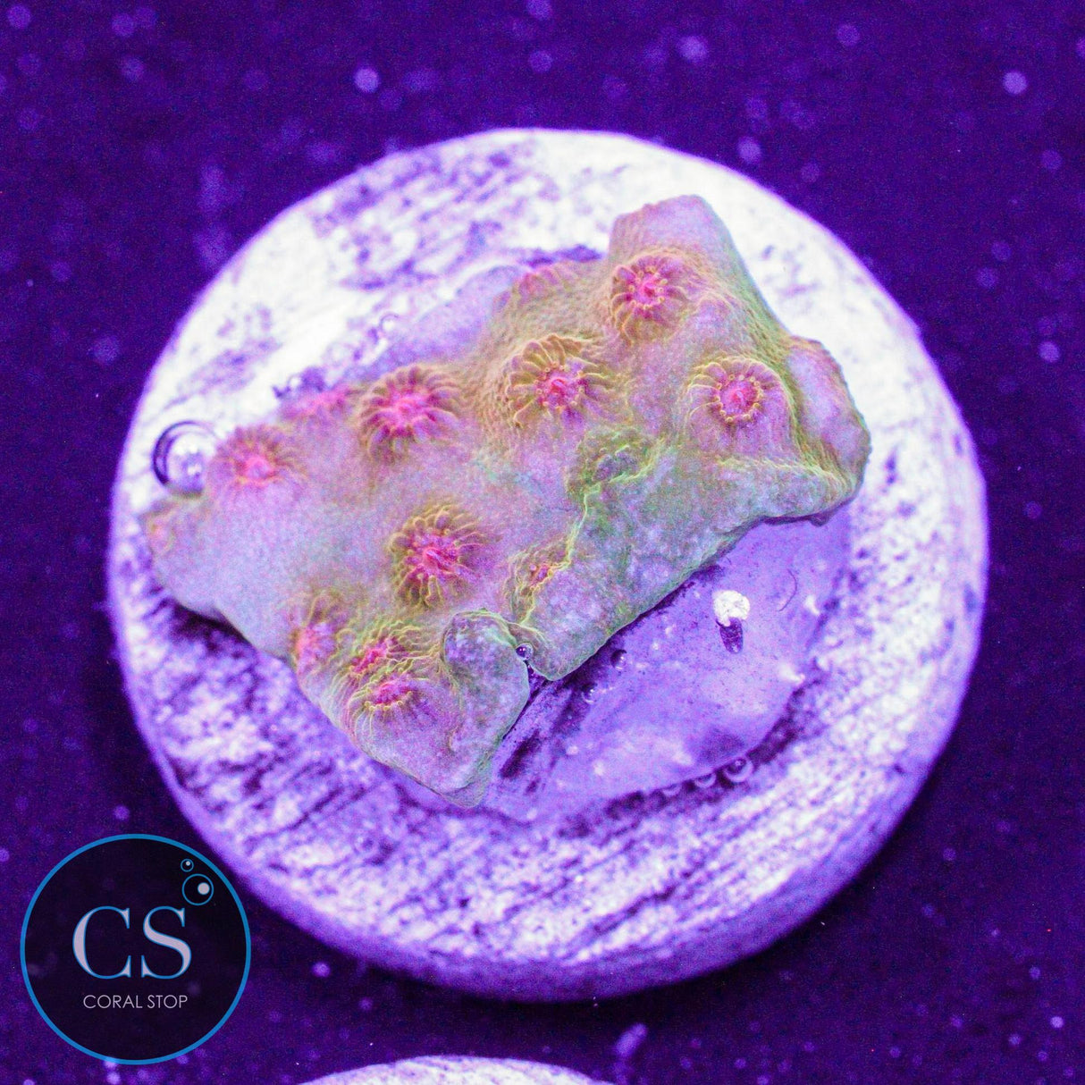 Blazing Sun Cyphastrea