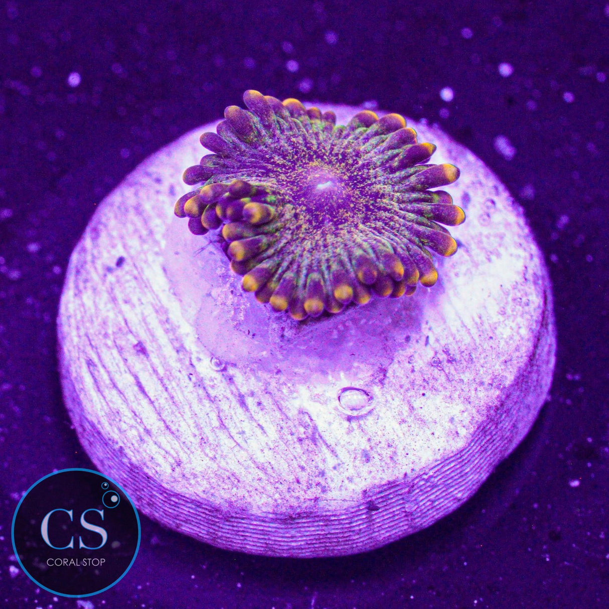 CC Gold Maul Zoa
