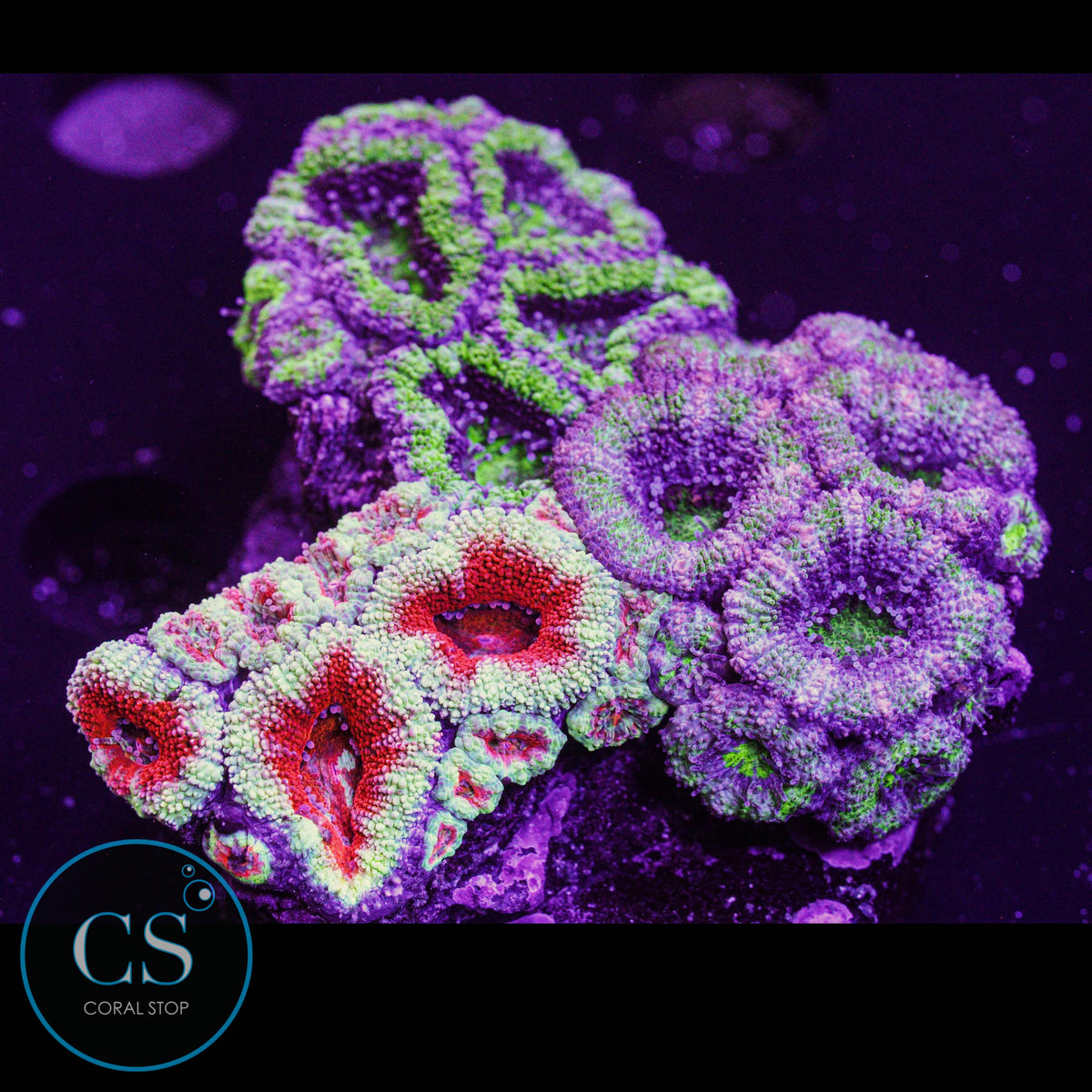 Acan Garden Puck