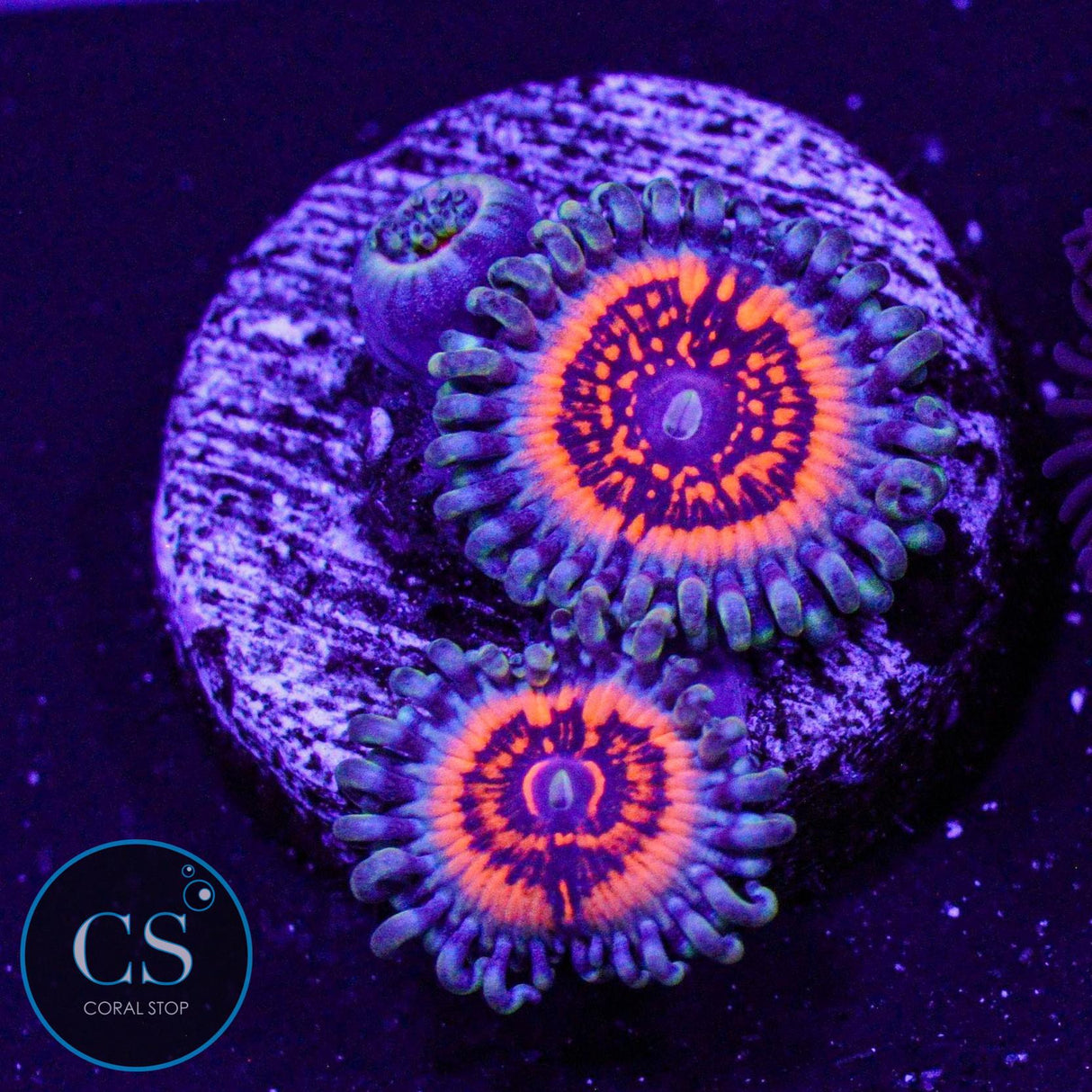 Devils Armor Zoa