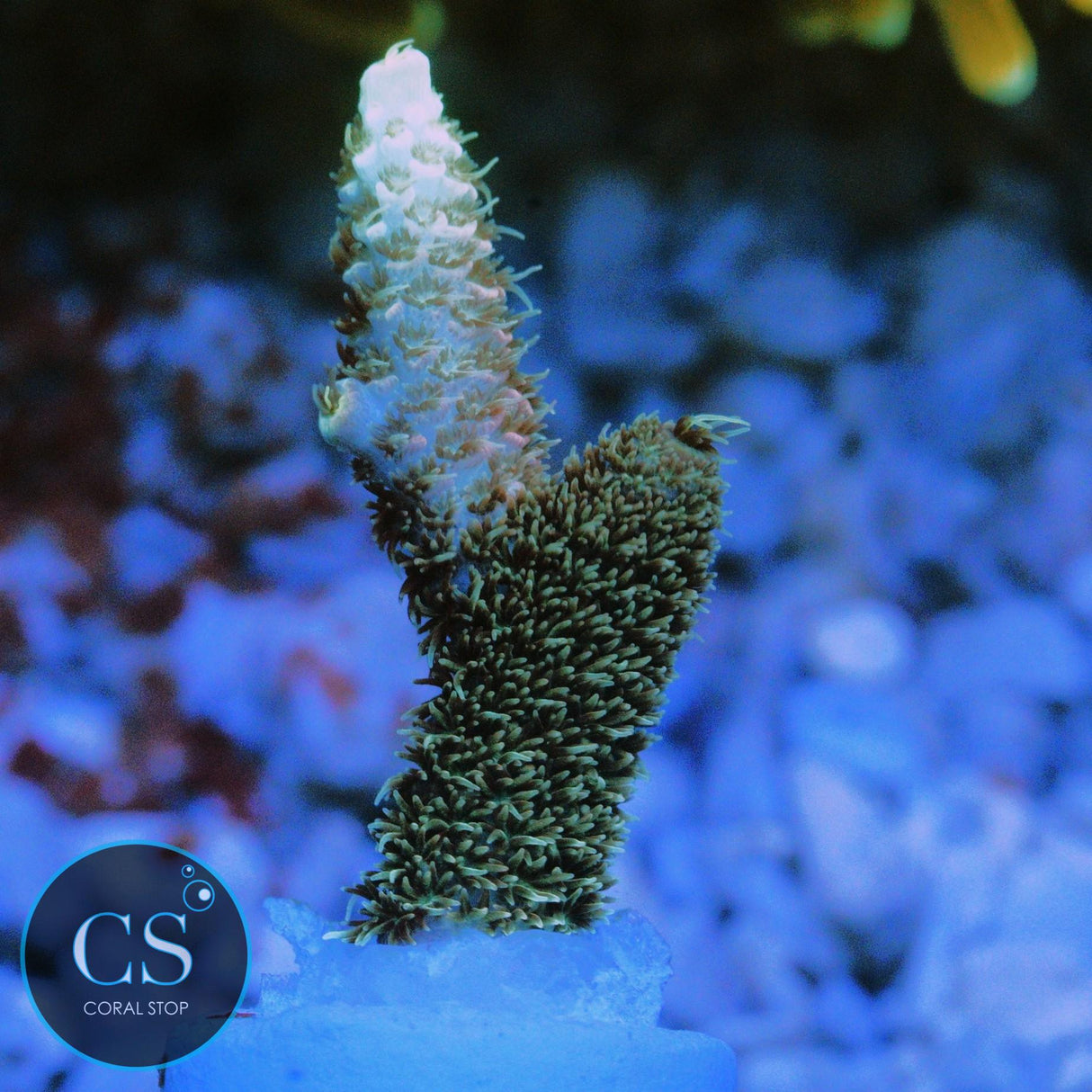 SBB PURPLE PUNCH ACRO