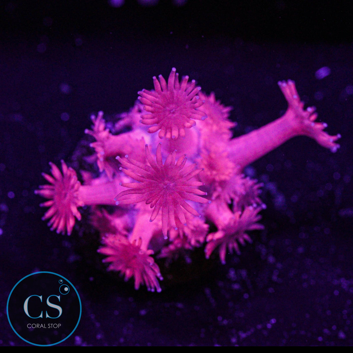 Fuchsia Red Goni