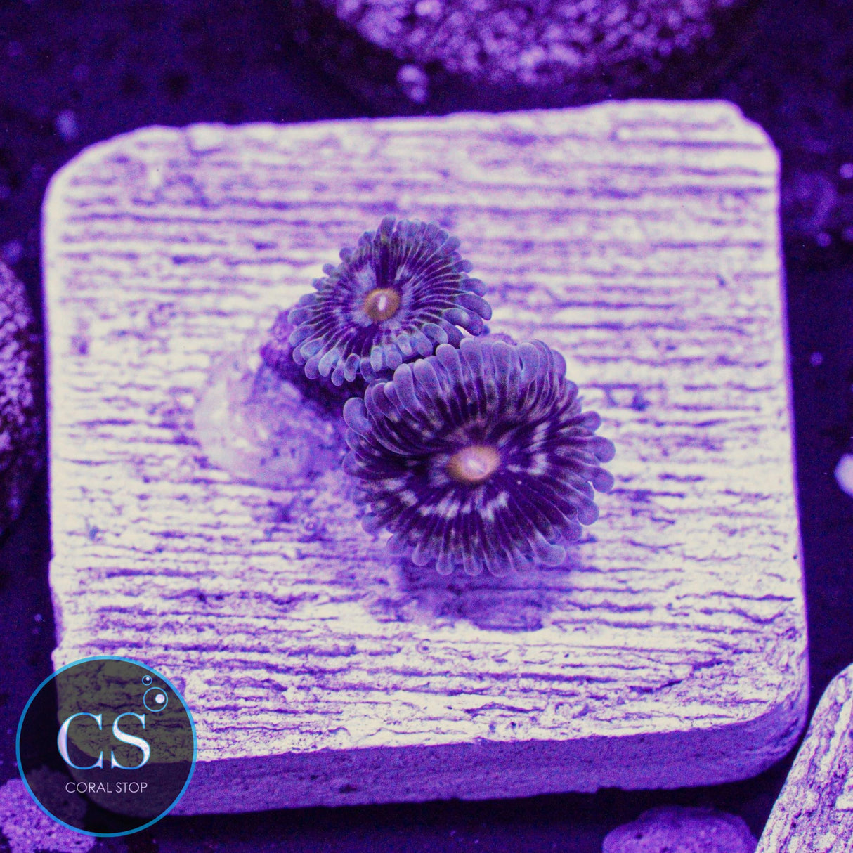 New Release! DK Thundersphere Zoa